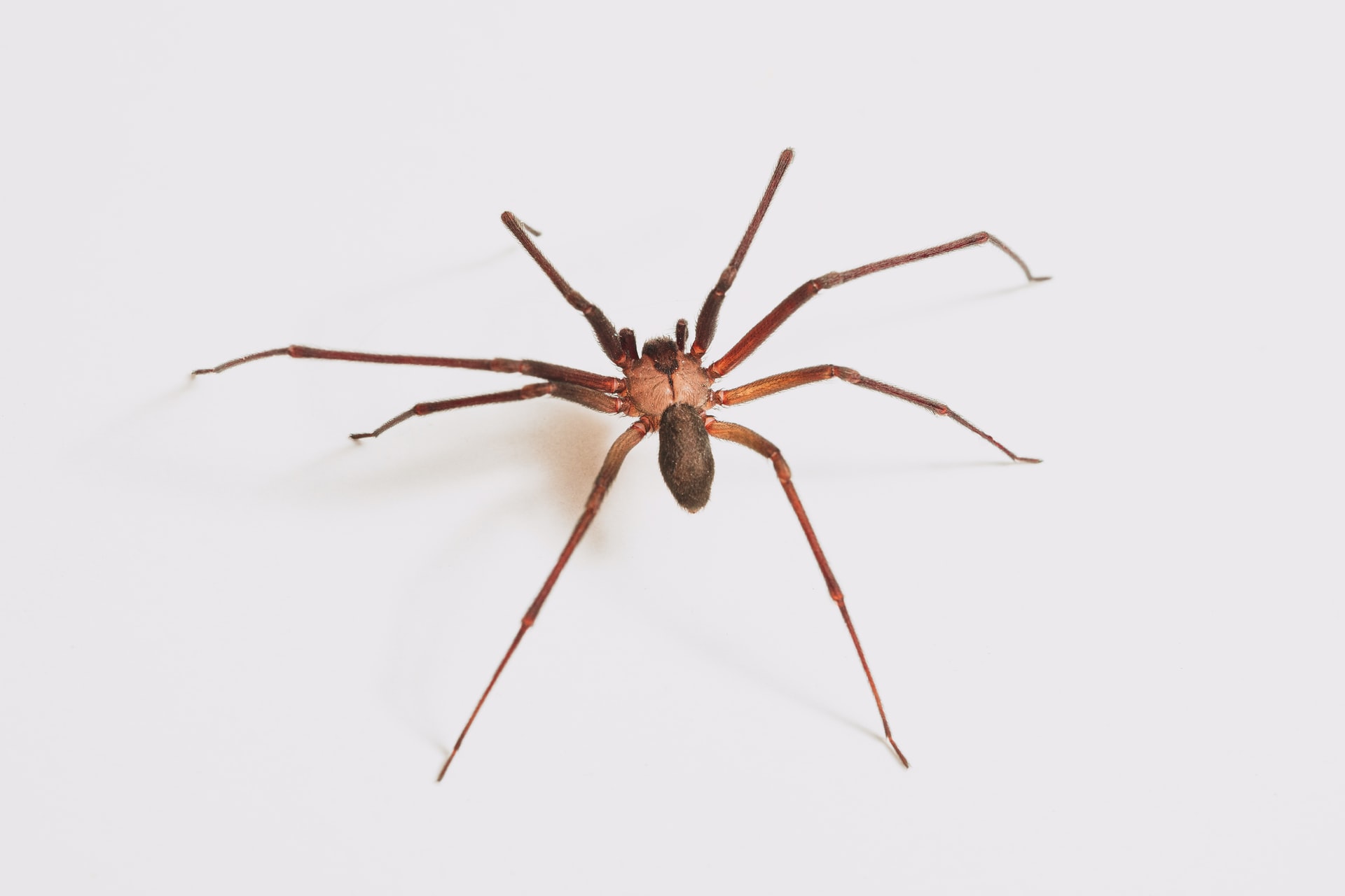 Brown Recluse Spider Bites on Dogs: Recognizing Signs & More
