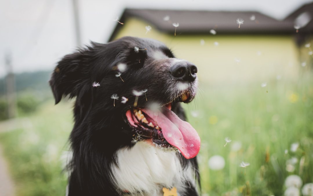 Dogs Can Get Allergies, Too! Here’s What You Need to Know
