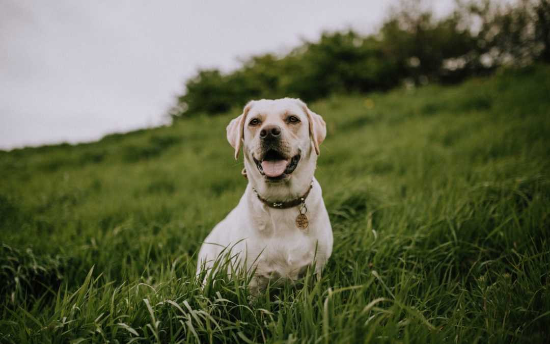 Protecting Dogs from Fleas and Ticks