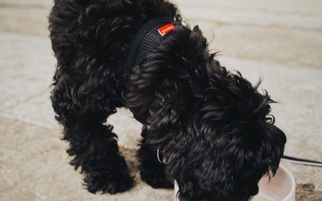 black puppy with two food dishes in front - safe pet food handling