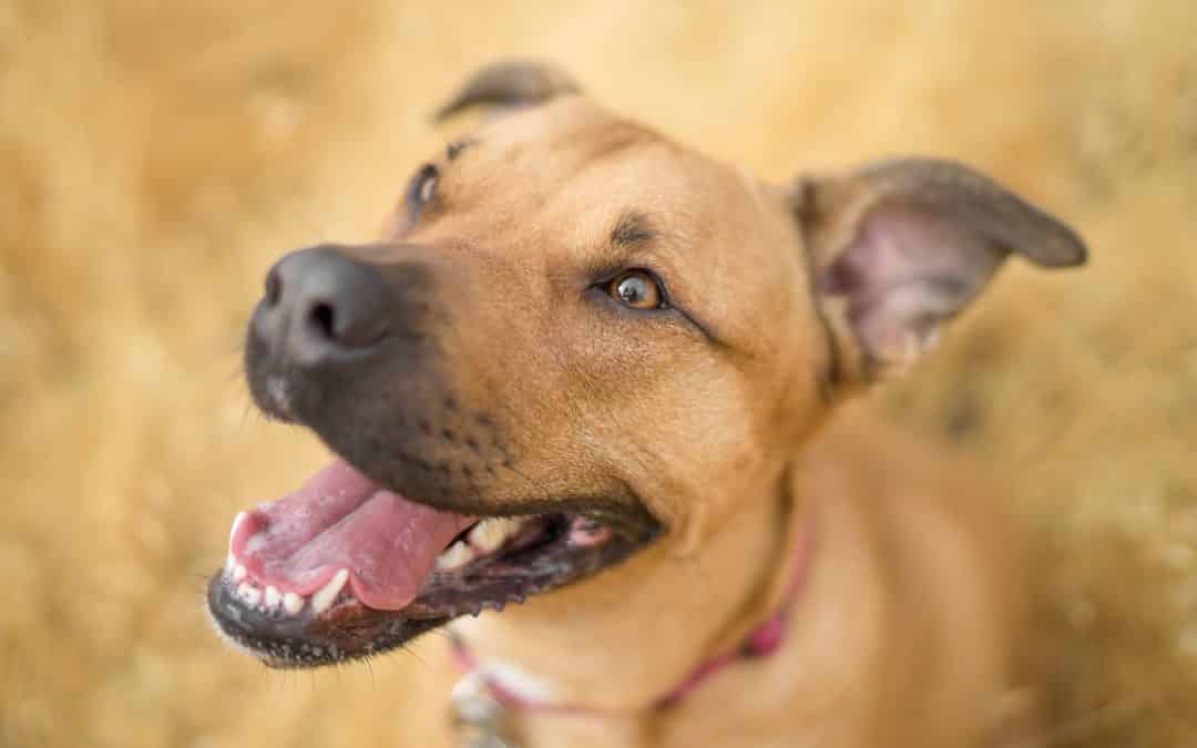 Tan dog smiling at camera showing his teeth - how to keep your dogs teeth healthy