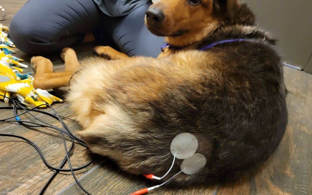 dog using electrotherapy - renovation of animal hospital