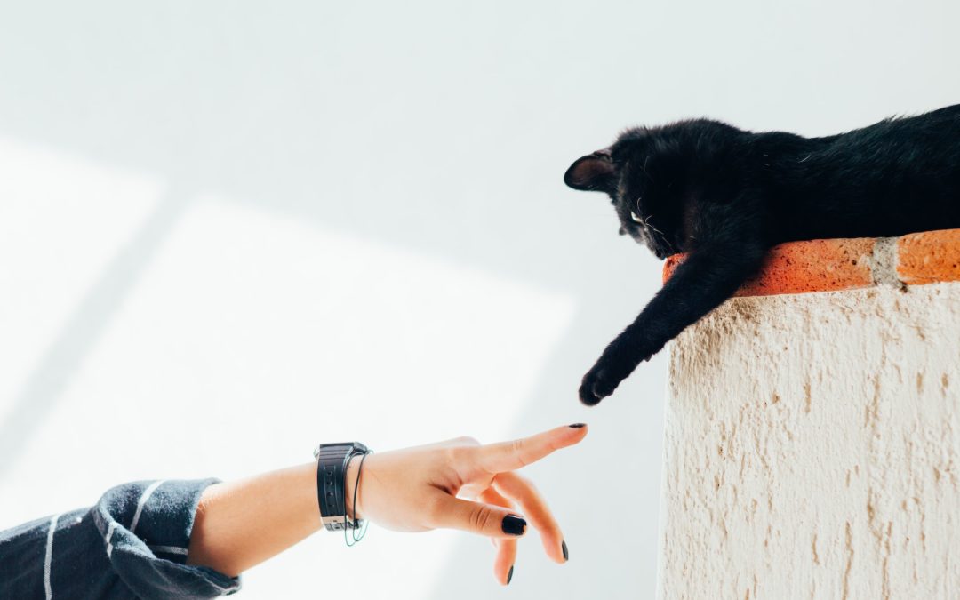 hand reaching out to black cat paw - playtime with your cat
