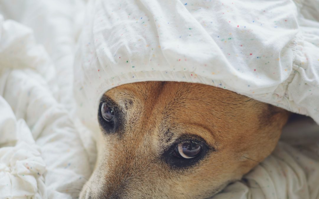 Tan, greying dog under covers - when would a dog need physical therapy