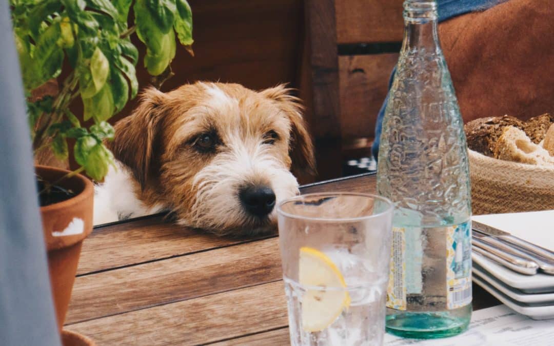 dog with their head on table - can dogs eat table scraps