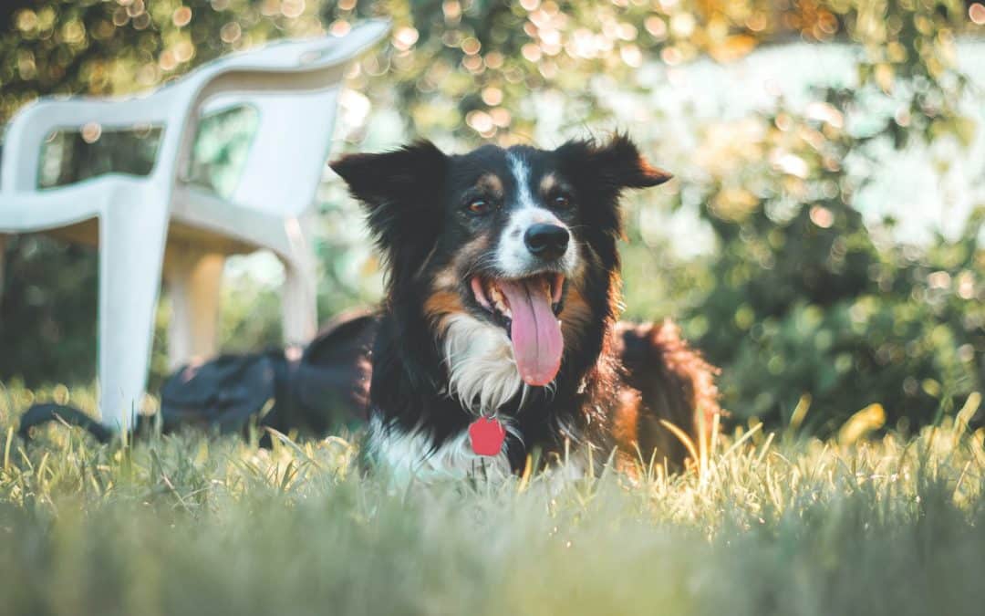 dog in sunshine panting - signs of an overheated dogs