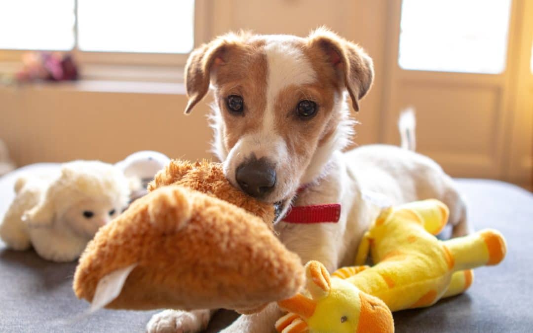 brown and white dog with many toys around them - how to choose safe dog toys
