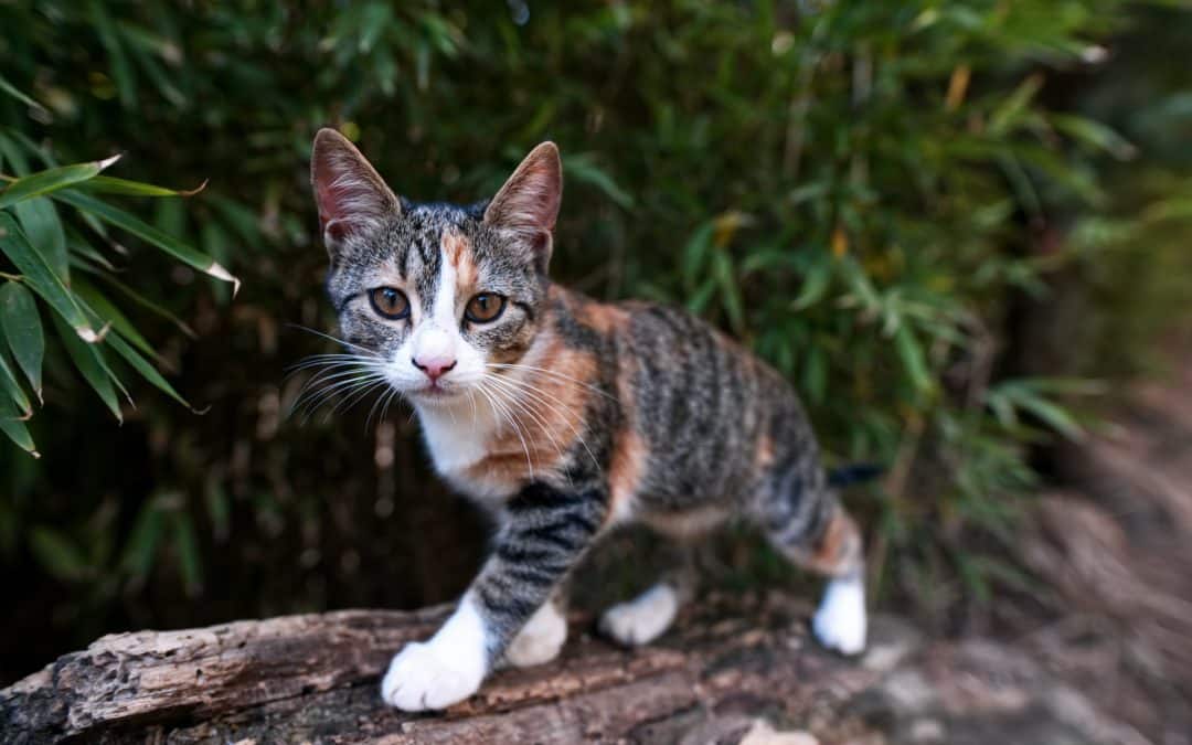 cat on log - indoor vs outdoor cats