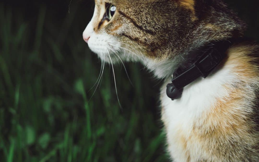 Indoor vs. Outdoor Cats What to Consider East Valley Animal Hospital