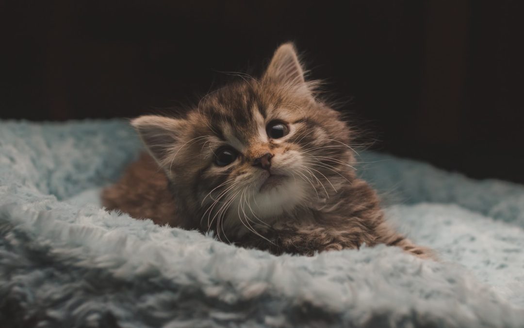 kitten in a bed - getting ready for a new kitten