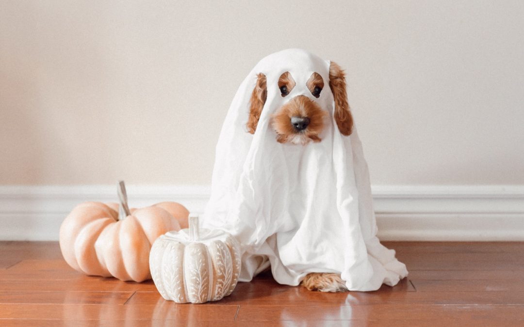 dog dressed as a ghost - halloween costumes for your pet