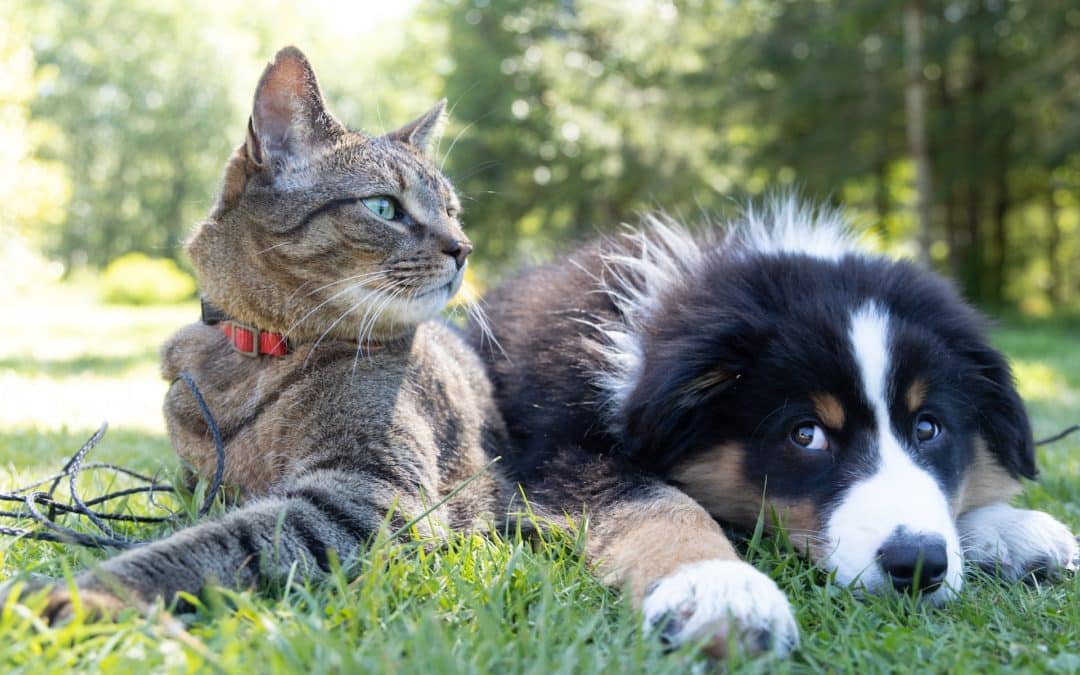 cat and dog laying together in the grass -is pet insurance worth it