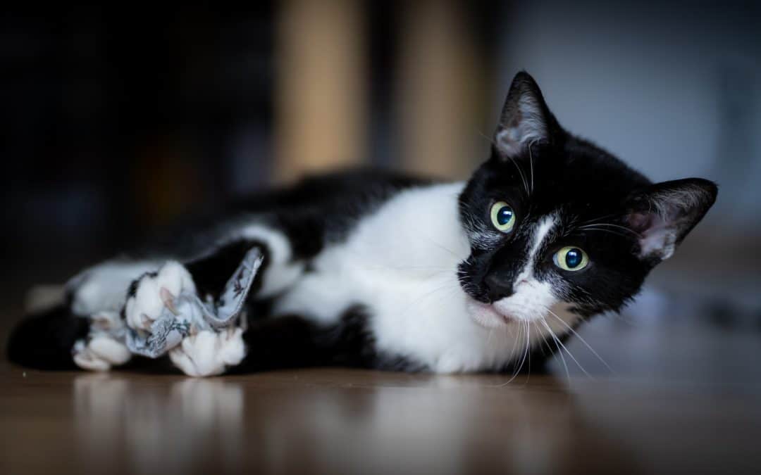 black and white cat - playing with your cat