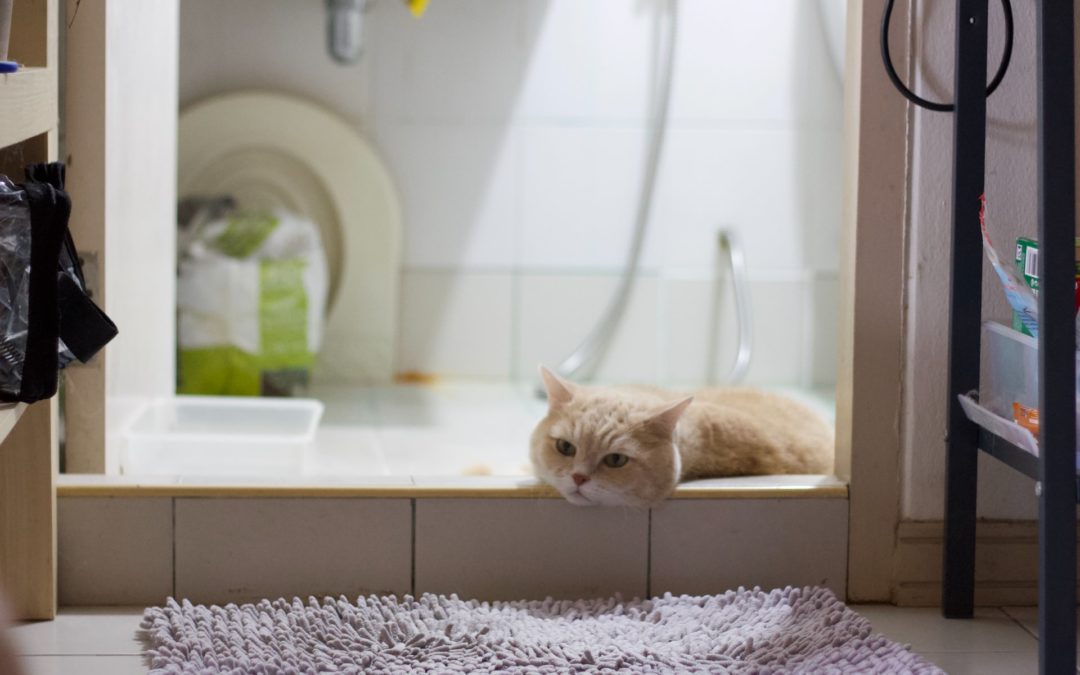 white cat in shower with litter box behind them -how many litter boxes per cat