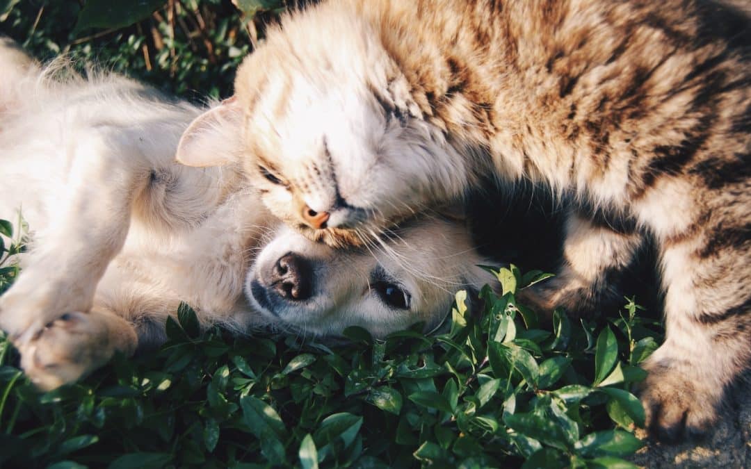 Cat and dog cuddling together -preventative vet care