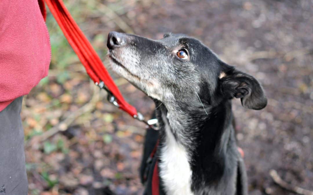 black and white dog with bright red leash and looking at their human - why should you leash your dog