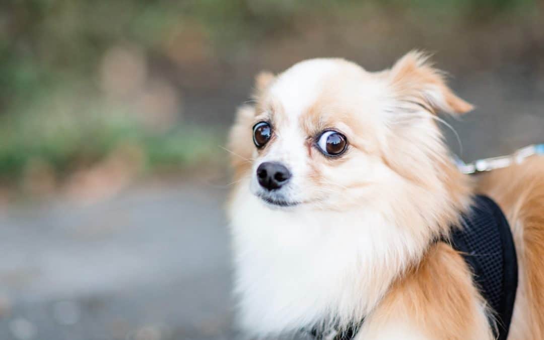 small white and tan dog who looks scared - dog body language