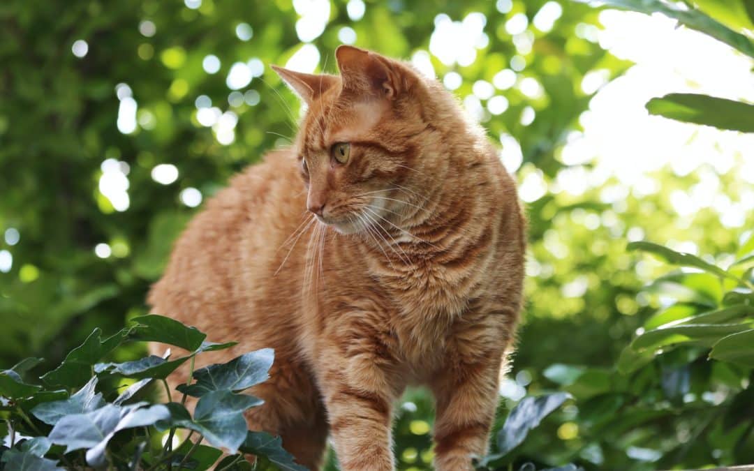 orange tabby cat in nature - are cats and tigers related