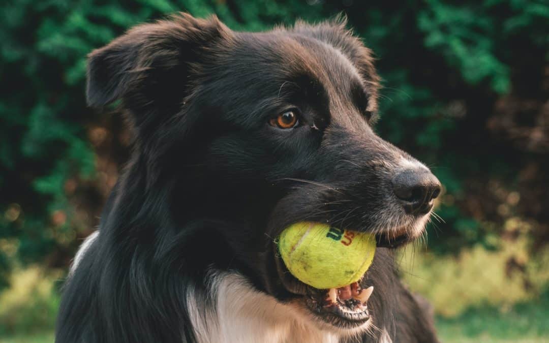 black and white dog holding bright green tennis ball in mouth - are tennis balls bad for dogs