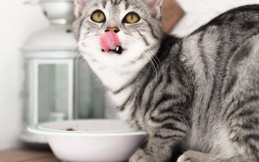 cat with bowl of food - best diet for cats