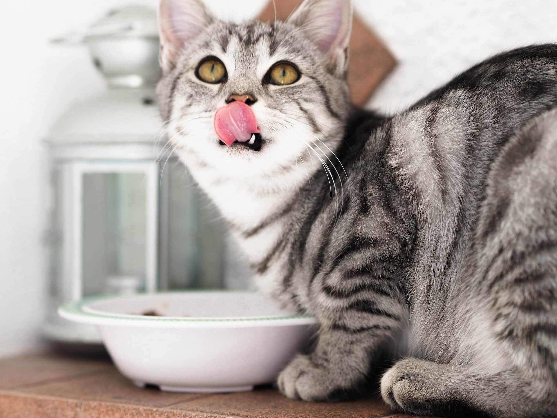 Ideal cat diet online