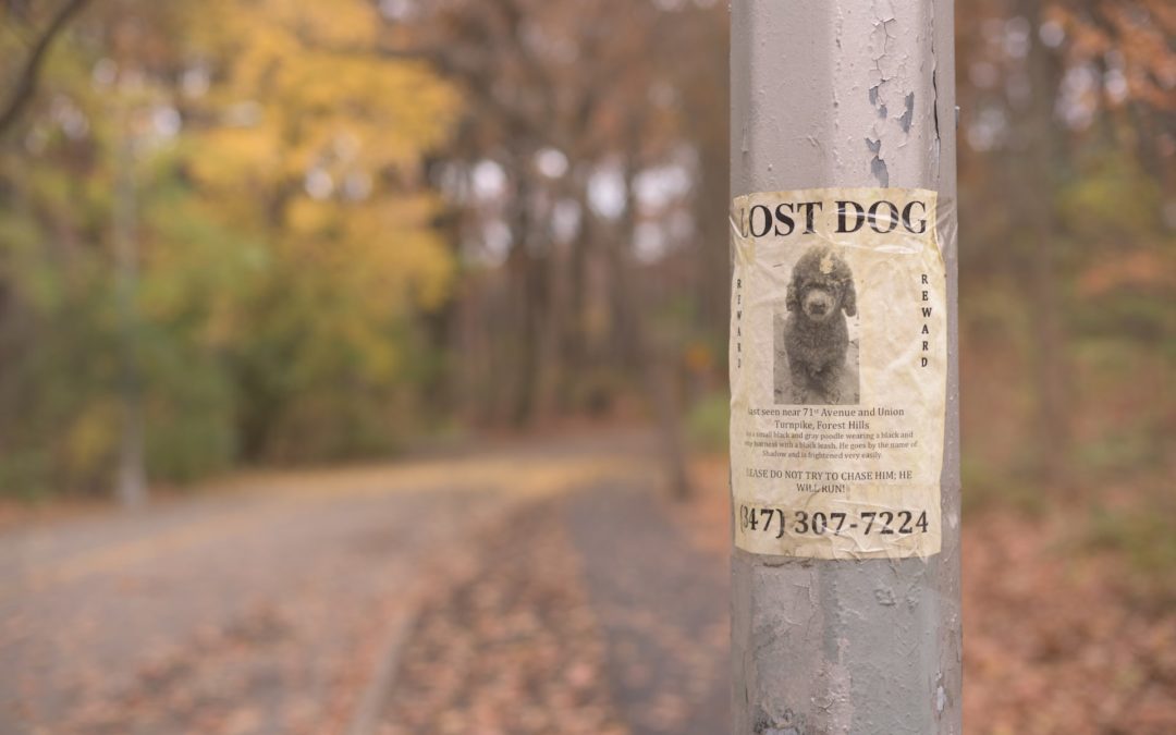 lost pet sign at the start of a trail - microchipping pets