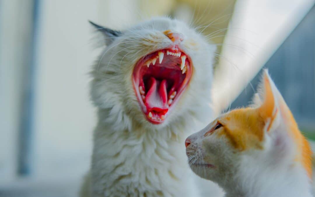 How Many Teeth Do Cats Have 