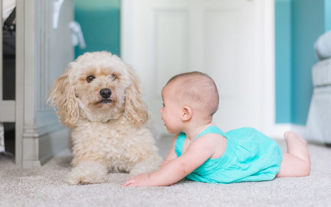 baby in blue next to a white dog - keeping children and pets safe