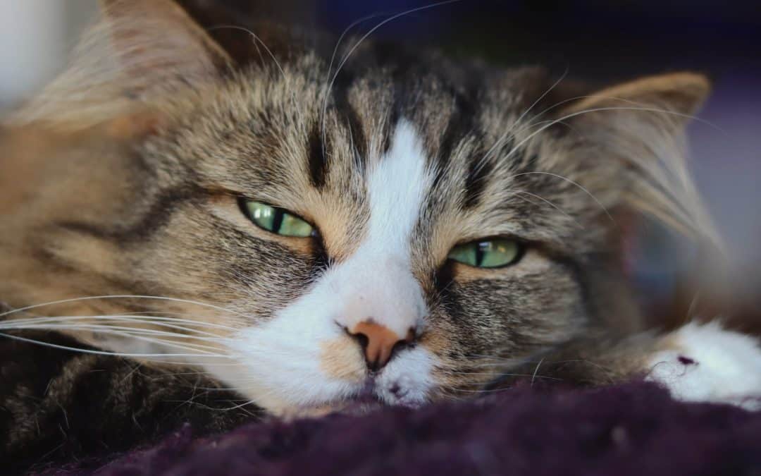 brown tabby with a white nose on purple blanket outdoors