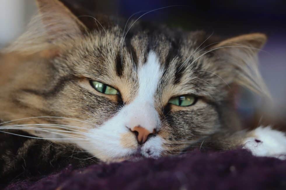 From Outdoor To Indoor Transitioning Your Cat Can Be Easy