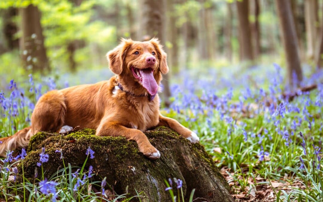 dog on rock enjoying life -effects of dog poop on local ecosystems