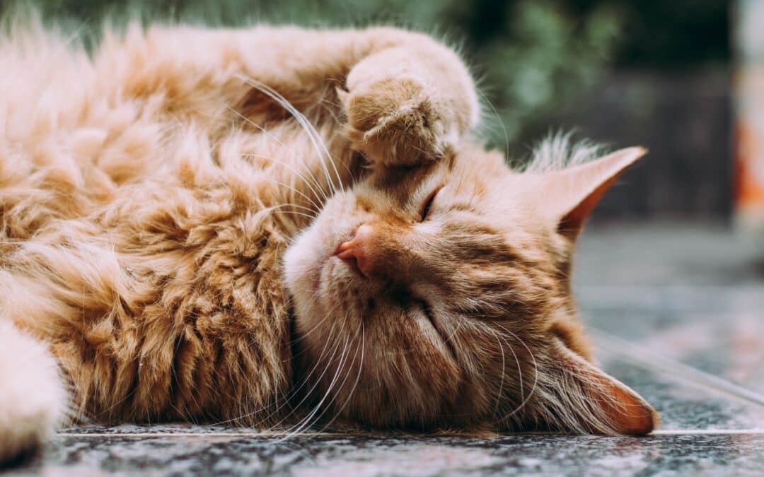 orange tabby cat laying in the sun next to trees - outdoor cat vaccines