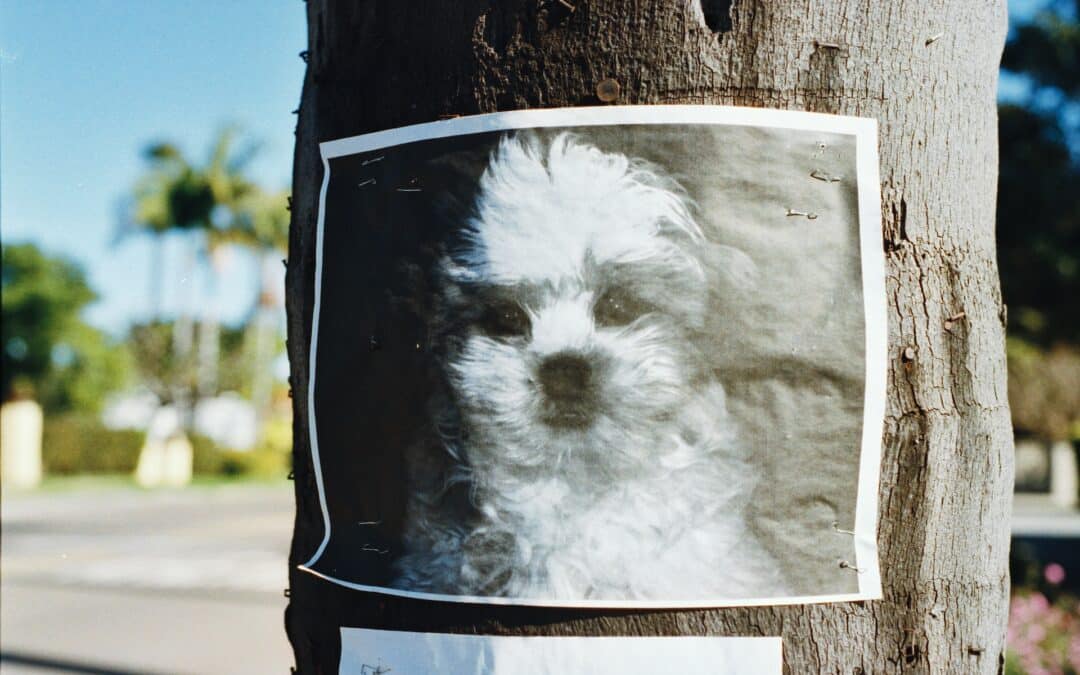 dog on a lost sign - how to find a lost pet