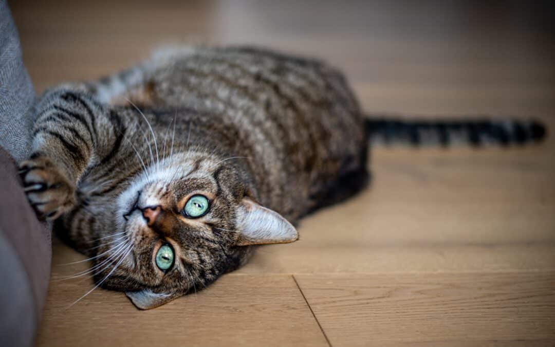 What to Do If Your Cat’s Scratching Becomes Destructive
