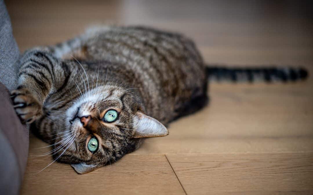 cat laying with claws out next to sofa - cat destructive scratching