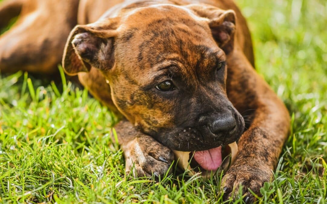 boxer mix with black muzzle chewing on a bone - are bones safe for dogs
