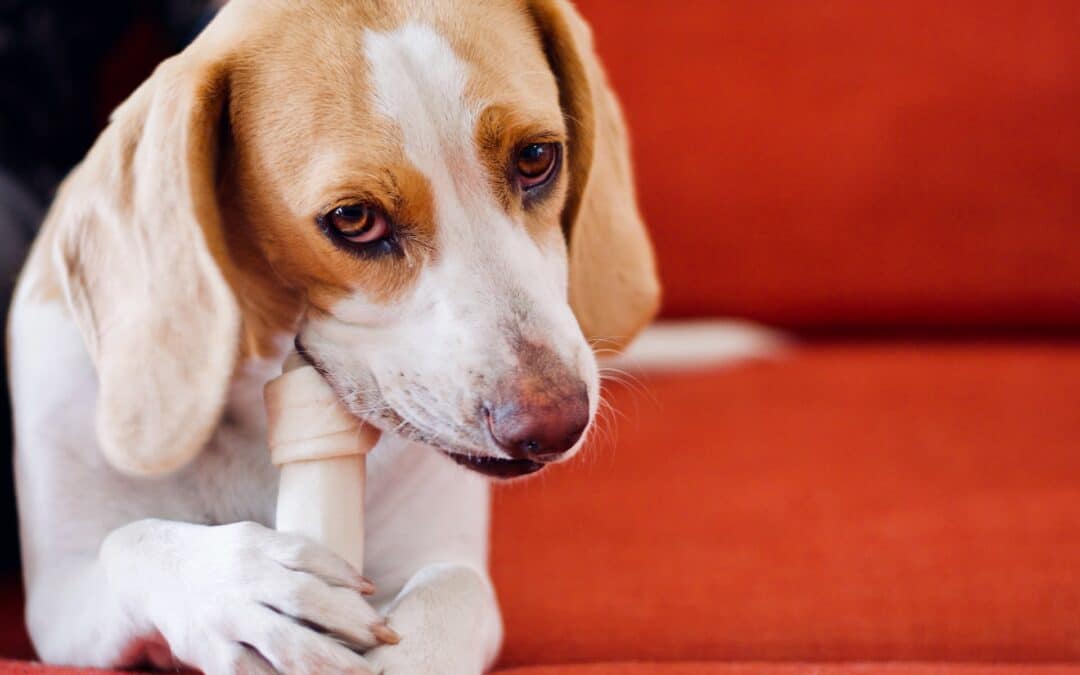 white and brown dog chewing on an imitation bone -are imitation bones safe for dogs