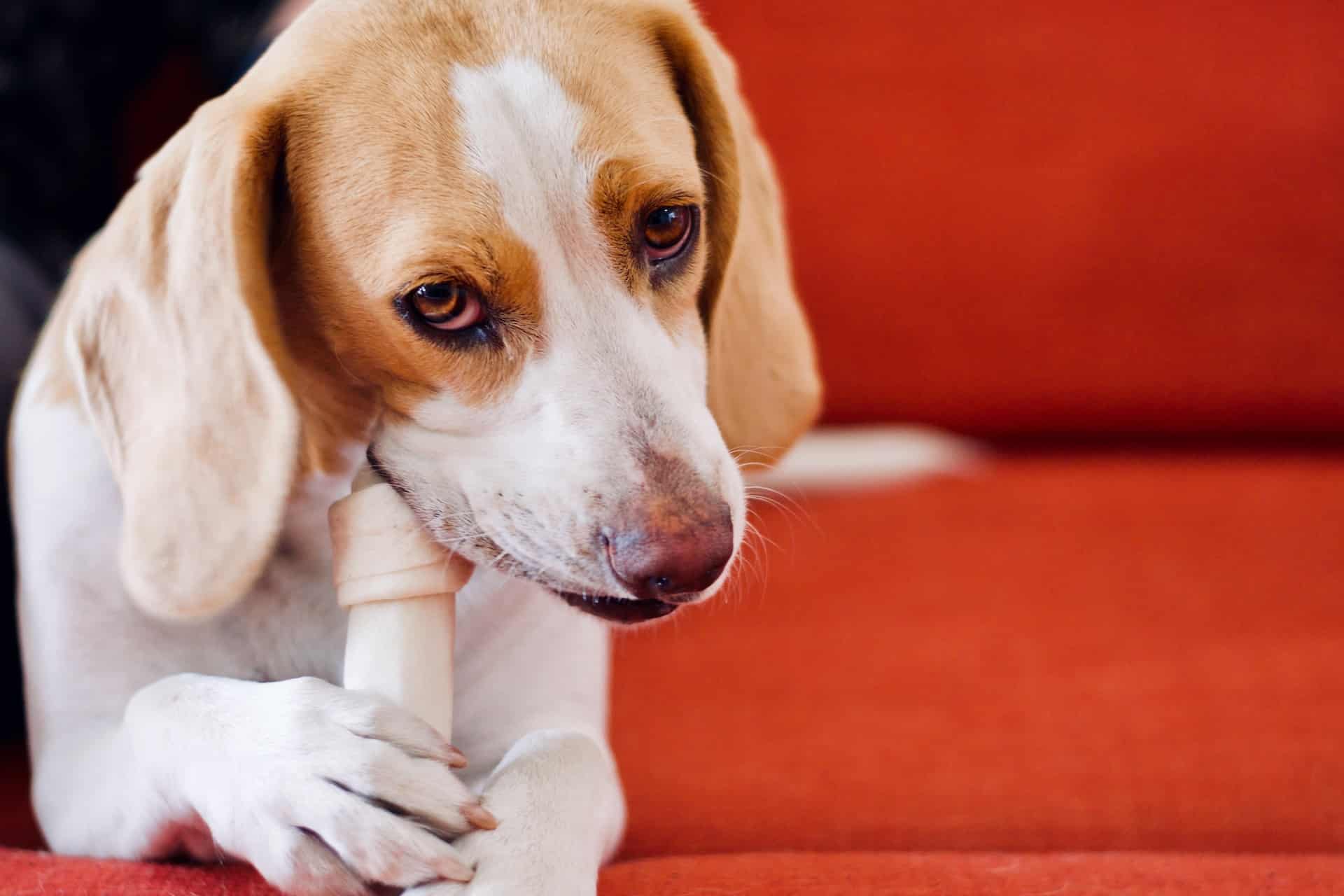 Imitation Bones Are They Safe for Your Dog