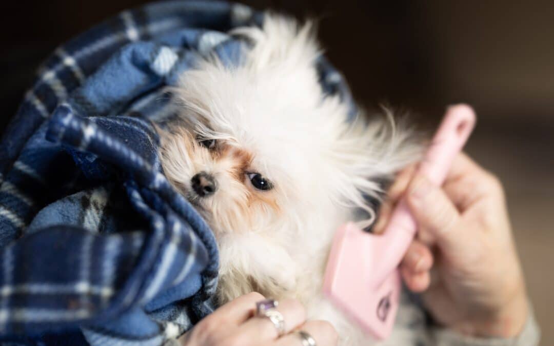 hand using a pink brush to brush out a dog' fur - hair mats on dogs and cats