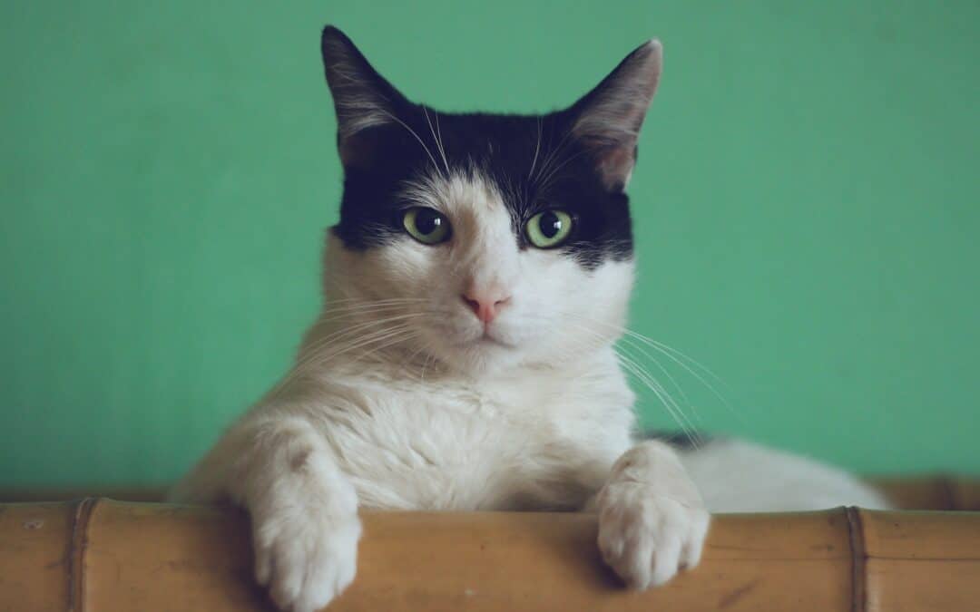 black and white cat against a green background - is my cat ignoring me