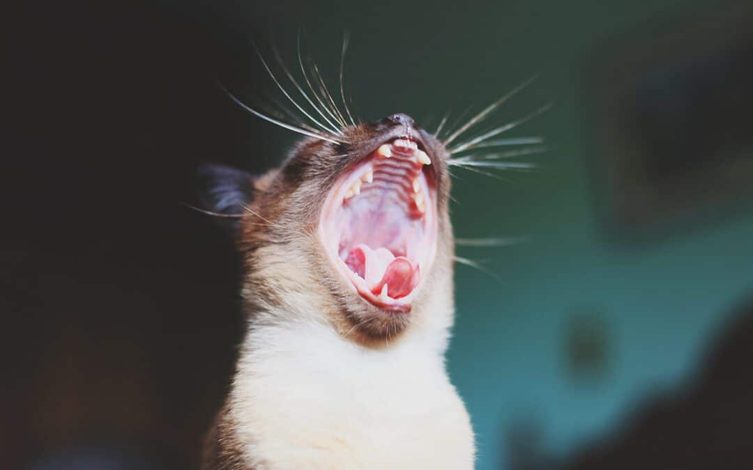 Cat yawning big with all their teeth showing - cats dental care