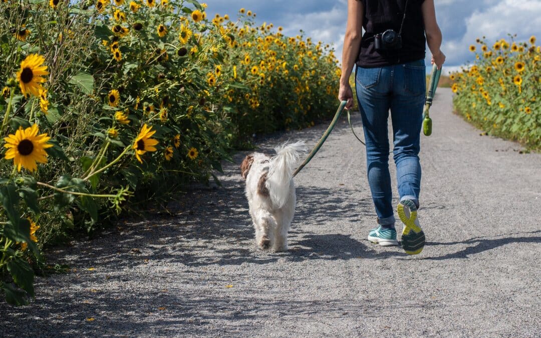 Person walking a white fluffy dog -collar vs. harness for dogs