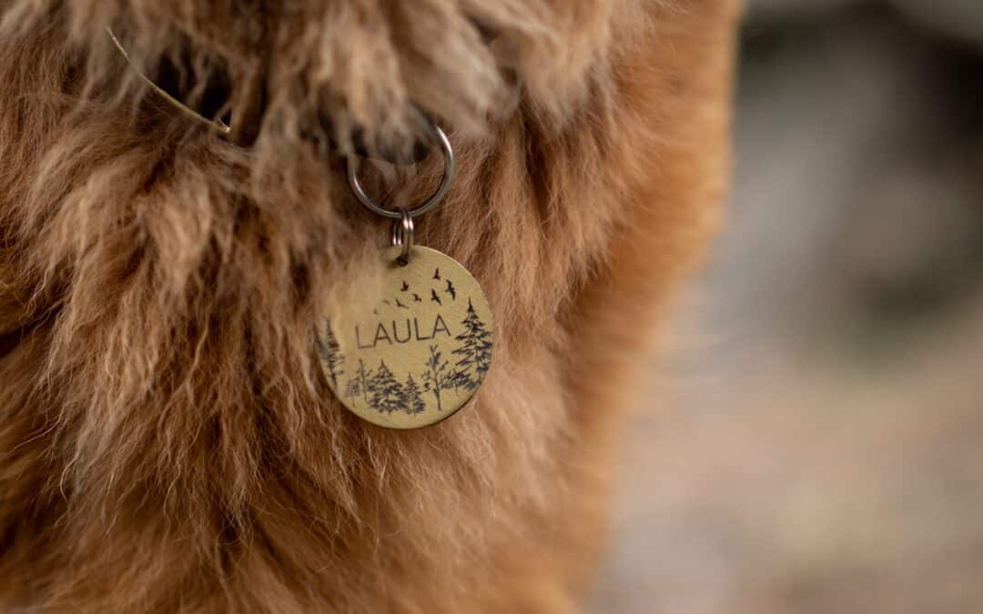 brown coated dog wearing a name tag - arizona pet license