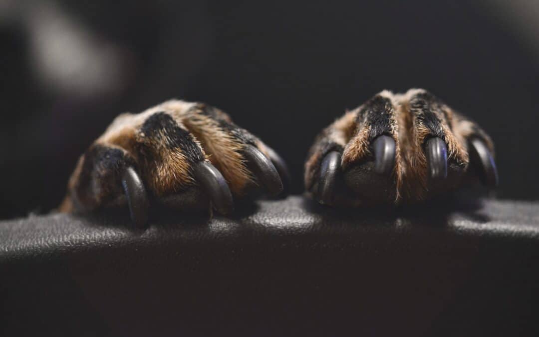 two paws on a ledge - trimming dog's nails