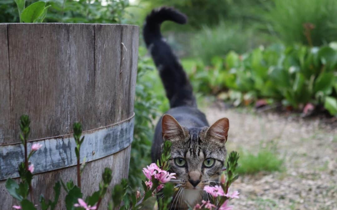 tabby cat with tail in the air - why do cats need tails