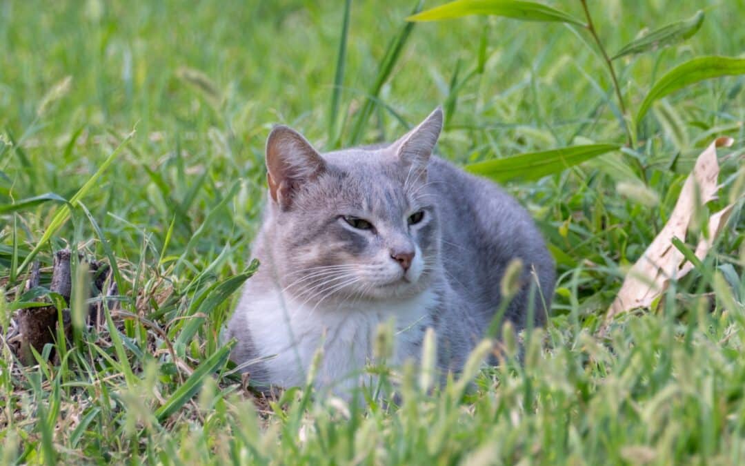 cat in the grass -are flea and tick collars dangerous