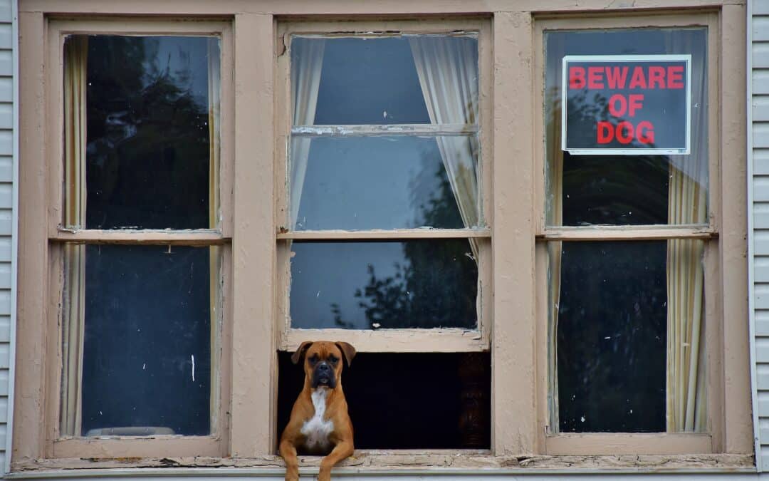 dog in window with a beware of dog sign -what to do with a protective dog
