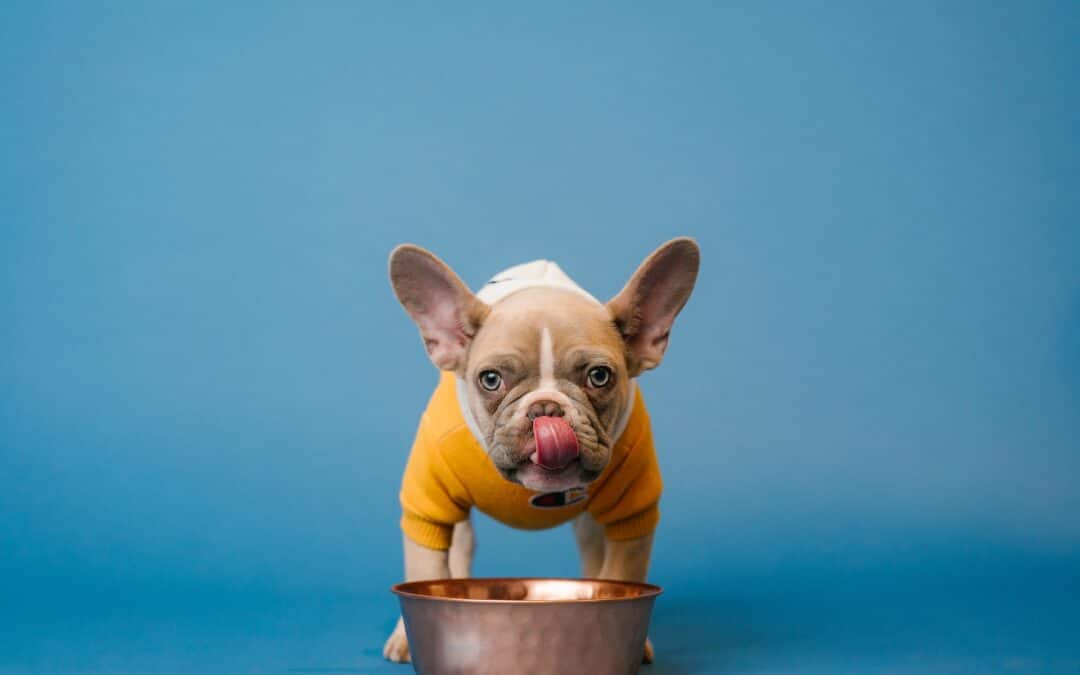 Free vs. Scheduled Feeding: Which Is Better for Your Dog?