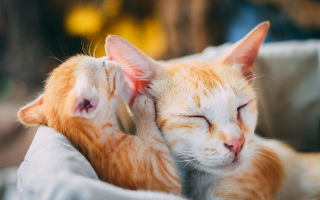 tabby kitten and mom - cat communication