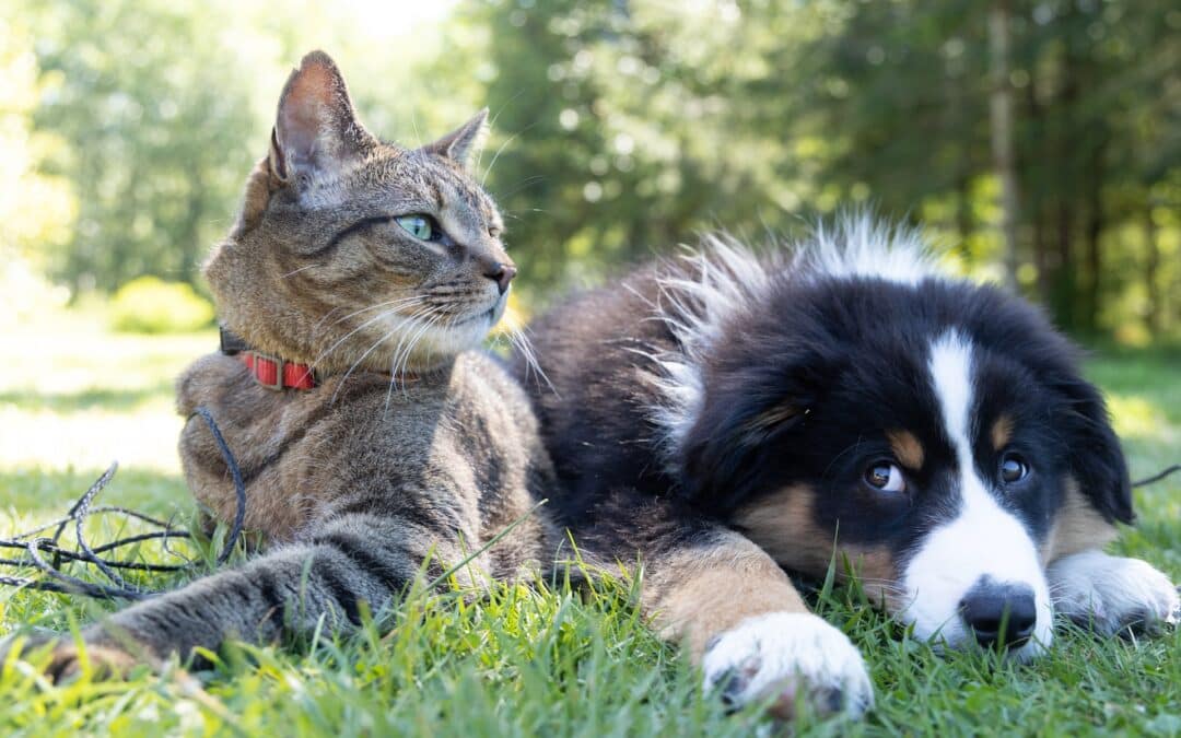 tabby cat and puppy laying together in grass - cats and dogs live together